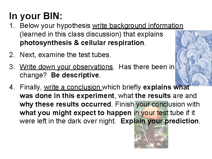 In your BIN: 1. Below your hypothesis write background information (learned in this class