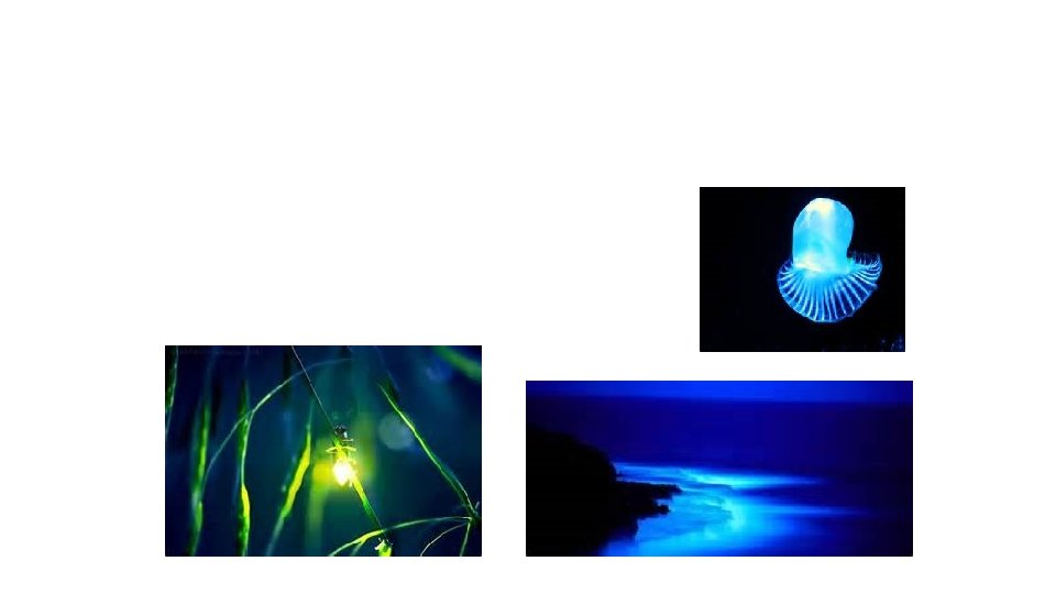 When Can You See Light? bioluminescence – light produced by living organisms • fireflies
