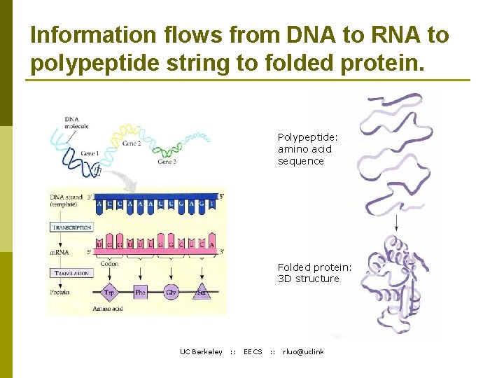 Information flows from DNA to RNA to polypeptide string to folded protein. Polypeptide: amino