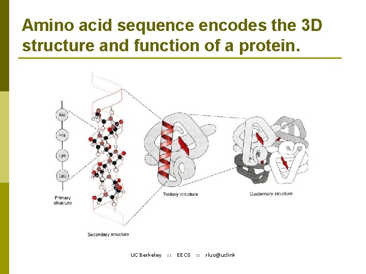 Amino acid sequence encodes the 3 D structure and function of a protein. UC