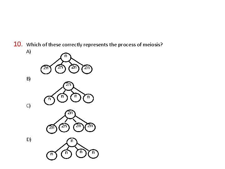 10. Which of these correctly represents the process of meiosis? A) B) C) D)