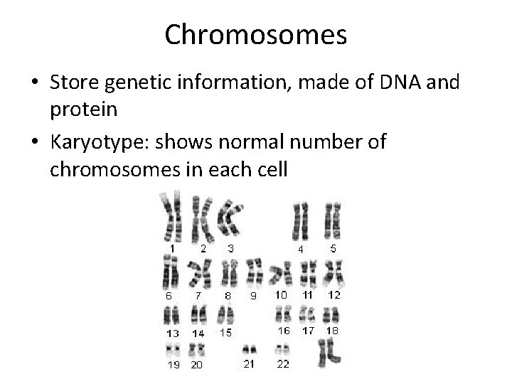 Chromosomes • Store genetic information, made of DNA and protein • Karyotype: shows normal