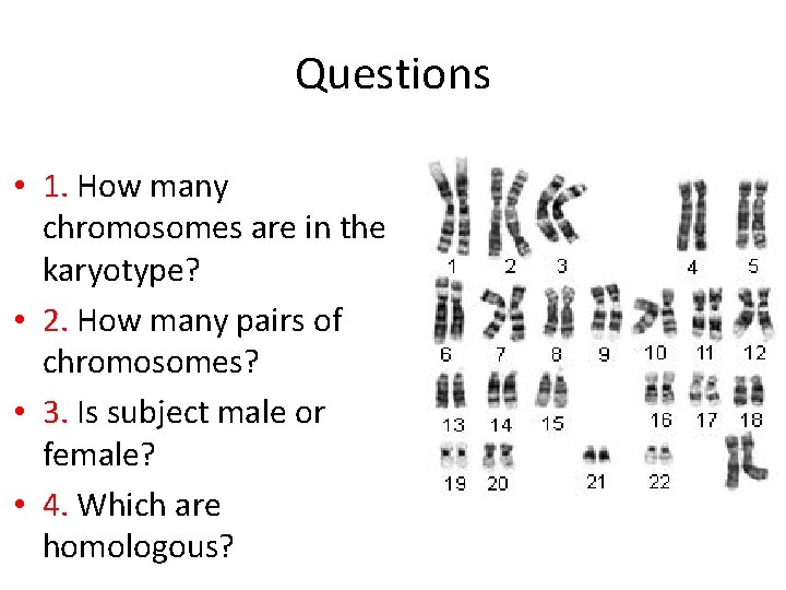 Questions • 1. How many chromosomes are in the karyotype? • 2. How many