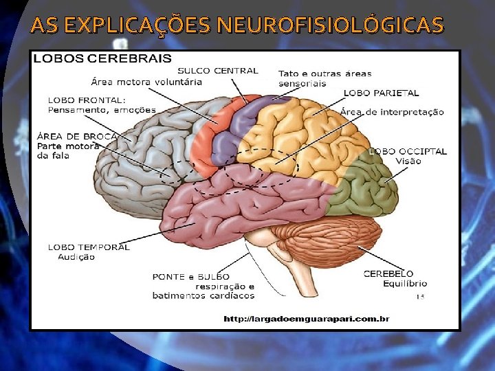 AS EXPLICAÇÕES NEUROFISIOLÓGICAS 