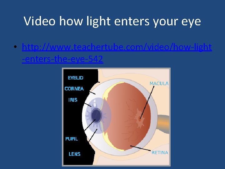 Video how light enters your eye • http: //www. teachertube. com/video/how-light -enters-the-eye-542 