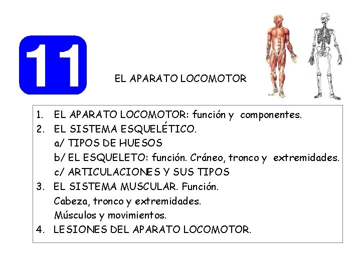 EL APARATO LOCOMOTOR 1. EL APARATO LOCOMOTOR: función y componentes. 2. EL SISTEMA ESQUELÉTICO.