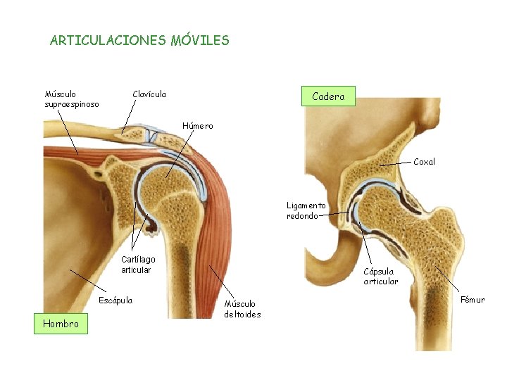 ARTICULACIONES MÓVILES Músculo supraespinoso Clavícula Cadera Húmero Coxal Ligamento redondo Cartílago articular Escápula Hombro