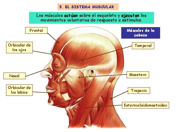 3. EL SISTEMA MUSCULAR Los músculos actúan sobre el esqueleto y ejecutan los movimientos