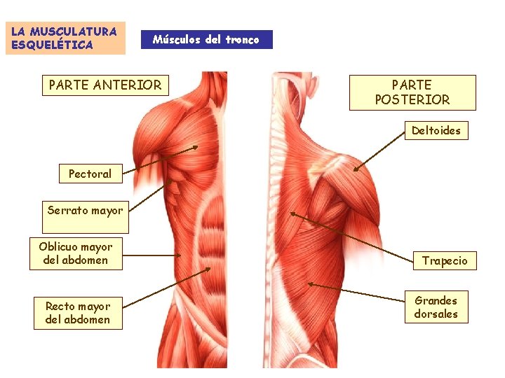 LA MUSCULATURA ESQUELÉTICA Músculos del tronco PARTE ANTERIOR PARTE POSTERIOR Deltoides Pectoral Serrato mayor