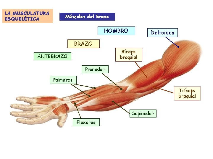 LA MUSCULATURA ESQUELÉTICA Músculos del brazo HOMBRO Deltoides BRAZO Bíceps braquial ANTEBRAZO Pronador Palmares