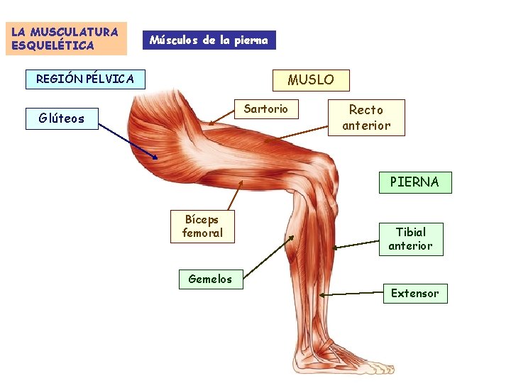 LA MUSCULATURA ESQUELÉTICA Músculos de la pierna MUSLO REGIÓN PÉLVICA Sartorio Glúteos Recto anterior