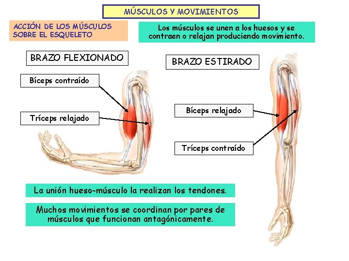 MÚSCULOS Y MOVIMIENTOS ACCIÓN DE LOS MÚSCULOS SOBRE EL ESQUELETO BRAZO FLEXIONADO Los músculos