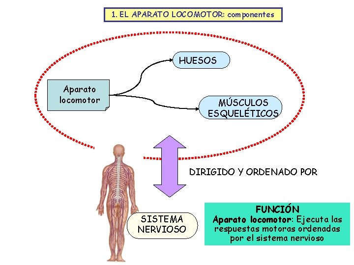 1. EL APARATO LOCOMOTOR: componentes HUESOS Aparato locomotor MÚSCULOS ESQUELÉTICOS DIRIGIDO Y ORDENADO POR