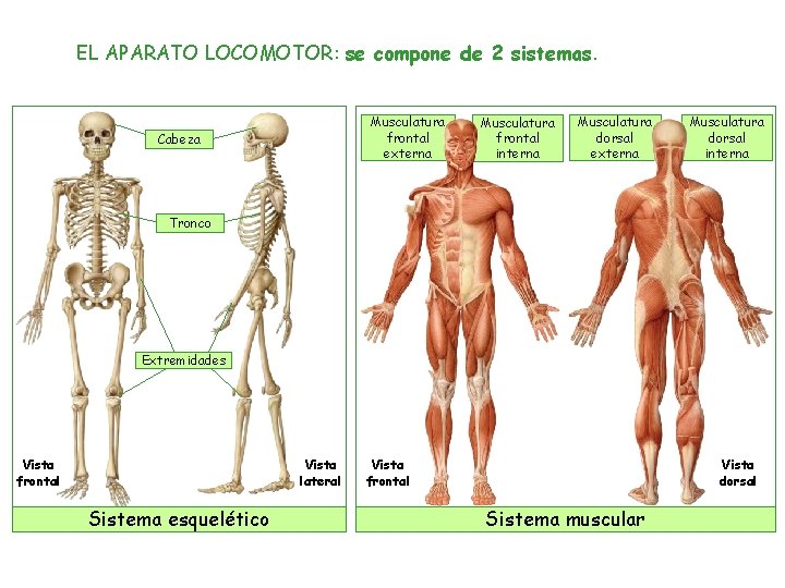 EL APARATO LOCOMOTOR: se compone de 2 sistemas. Musculatura frontal externa Cabeza Musculatura frontal