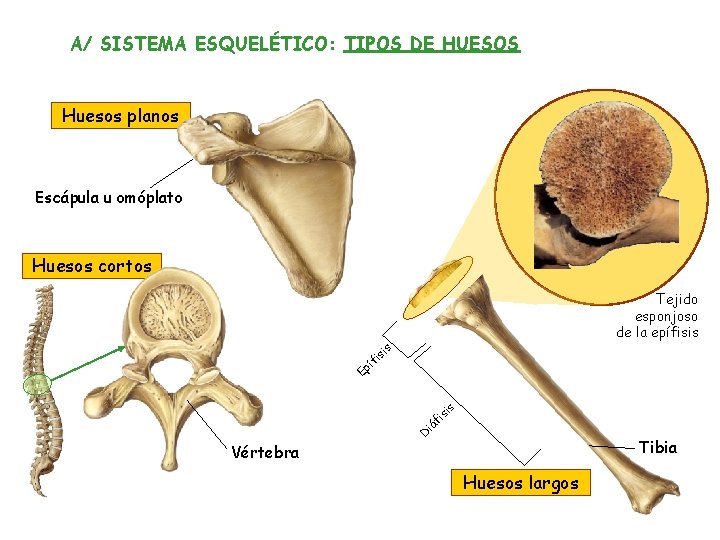 A/ SISTEMA ESQUELÉTICO: TIPOS DE HUESOS Huesos planos Escápula u omóplato Huesos cortos is