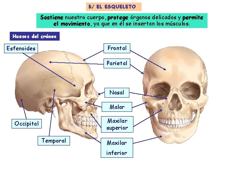 B/ EL ESQUELETO Sostiene nuestro cuerpo, protege órganos delicados y permite el movimiento, ya