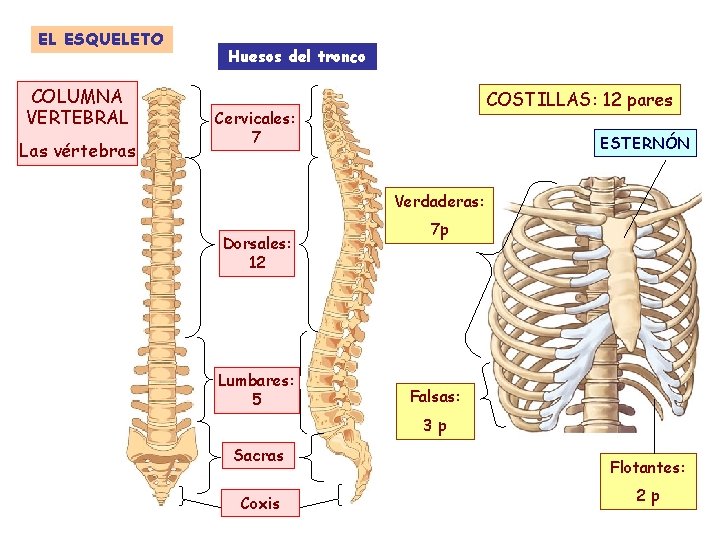 EL ESQUELETO COLUMNA VERTEBRAL Las vértebras Huesos del tronco COSTILLAS: 12 pares Cervicales: 7
