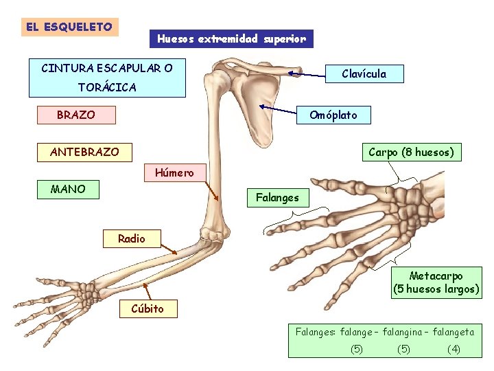 EL ESQUELETO Huesos extremidad superior CINTURA ESCAPULAR O Clavícula TORÁCICA Omóplato BRAZO Carpo (8