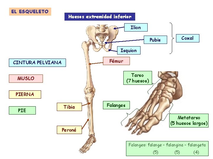 EL ESQUELETO Huesos extremidad inferior Ilion Coxal Pubis Isquion Fémur CINTURA PELVIANA Tarso (7