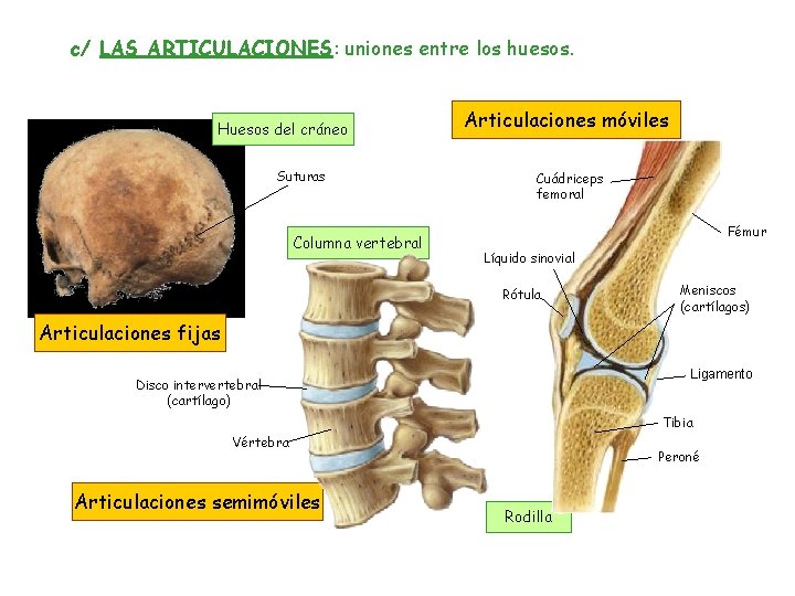 c/ LAS ARTICULACIONES: uniones entre los huesos. Huesos del cráneo Suturas Columna vertebral Articulaciones