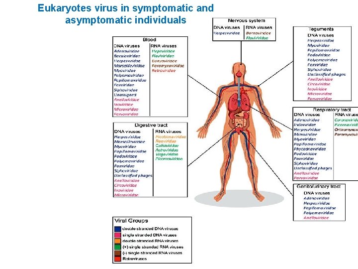 Eukaryotes virus in symptomatic and asymptomatic individuals 