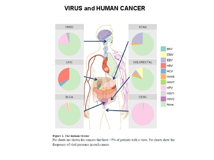 VIRUS and HUMAN CANCER 