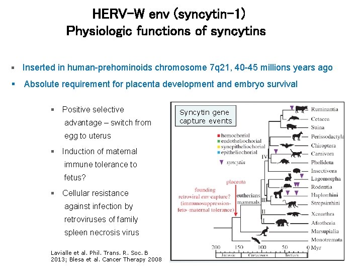 HERV-W env (syncytin-1) Physiologic functions of syncytins Inserted in human-prehominoids chromosome 7 q 21,