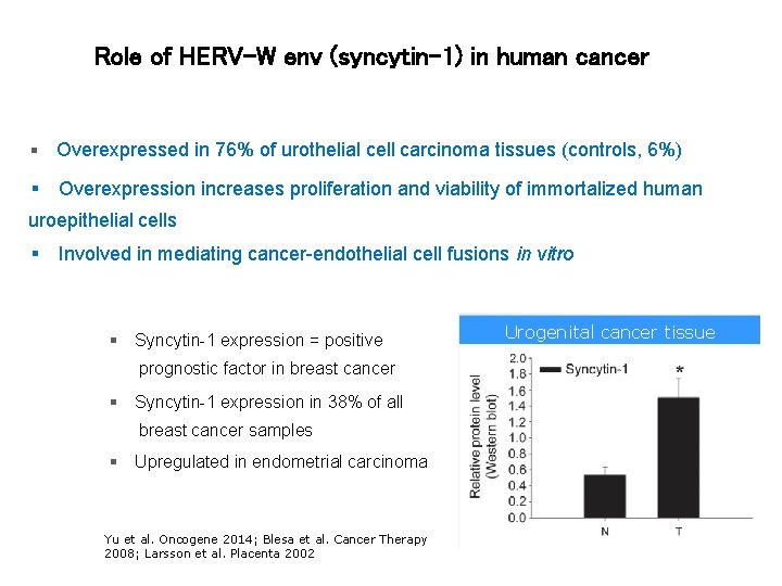 Role of HERV-W env (syncytin-1) in human cancer Overexpressed in 76% of urothelial cell