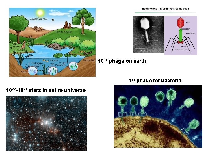1031 phage on earth 10 phage for bacteria 1022 -1024 stars in entire universe