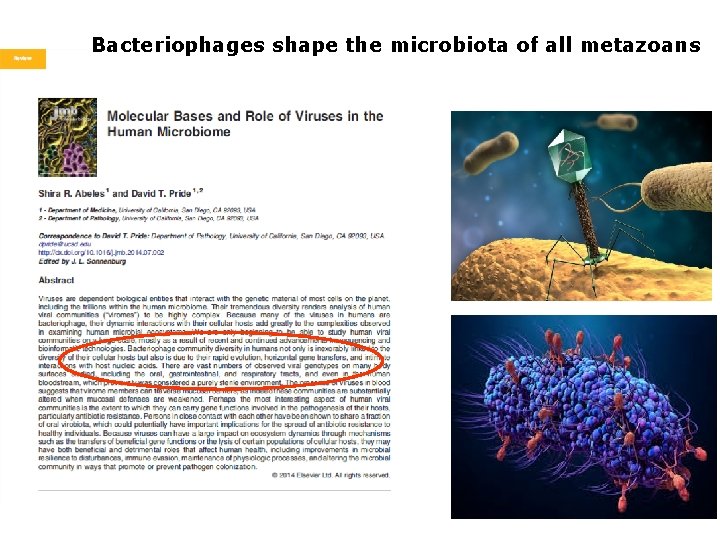 Bacteriophages shape the microbiota of all metazoans 