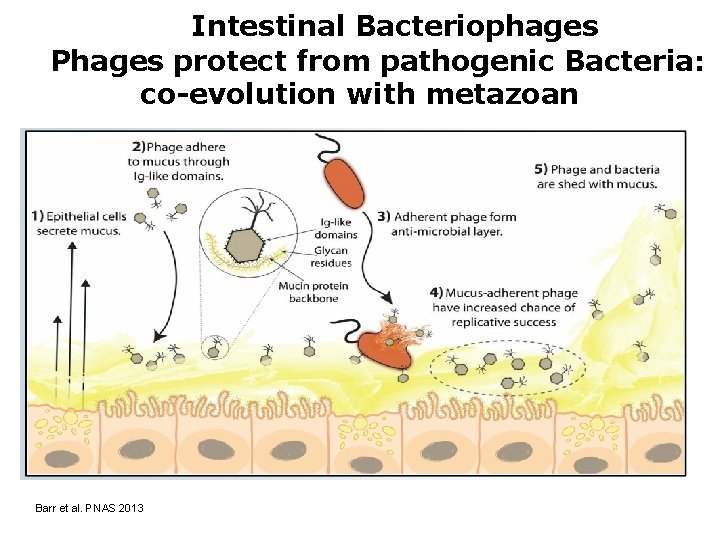 Intestinal Bacteriophages Phages protect from pathogenic Bacteria: co-evolution with metazoan Barr et al. PNAS