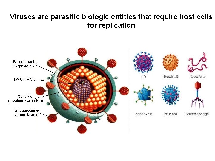 Viruses are parasitic biologic entities that require host cells for replication 