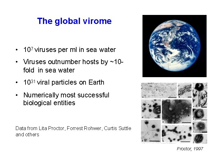 The global virome • 107 viruses per ml in sea water • Viruses outnumber