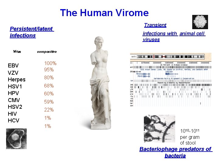 The Human Virome Persistent/latent infections Virus EBV VZV Herpes HSV 1 HPV CMV HSV