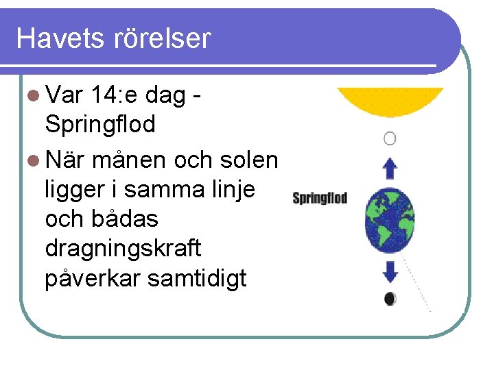 Havets rörelser l Var 14: e dag Springflod l När månen och solen ligger