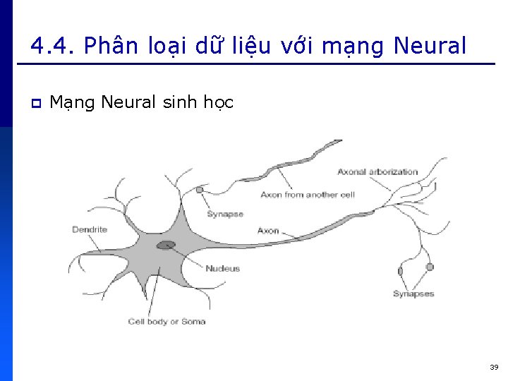 4. 4. Phân loại dữ liệu với mạng Neural p Mạng Neural sinh học