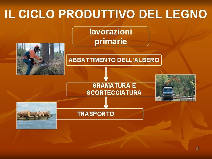 IL CICLO PRODUTTIVO DEL LEGNO lavorazioni primarie ABBATTIMENTO DELL’ALBERO SRAMATURA E SCORTECCIATURA TRASPORTO 19