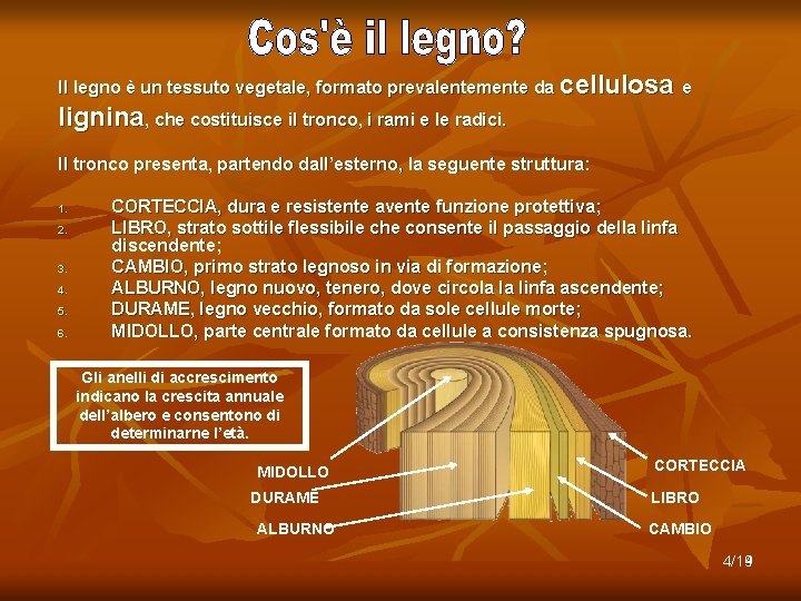 Il legno è un tessuto vegetale, formato prevalentemente da cellulosa e lignina, che costituisce