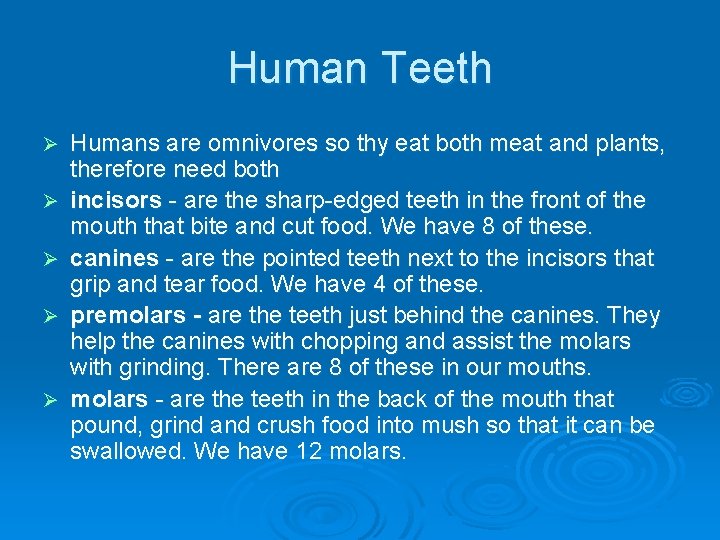 Human Teeth Ø Ø Ø Humans are omnivores so thy eat both meat and