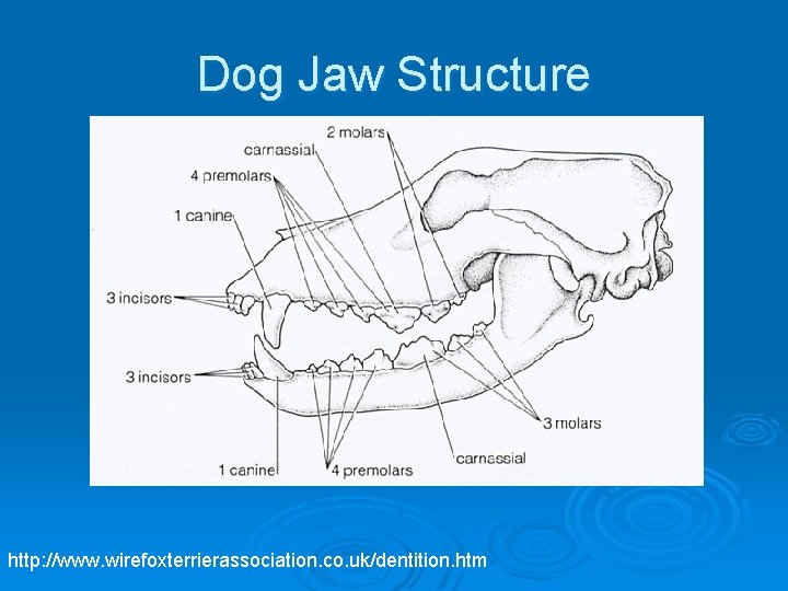 Dog Jaw Structure http: //www. wirefoxterrierassociation. co. uk/dentition. htm 
