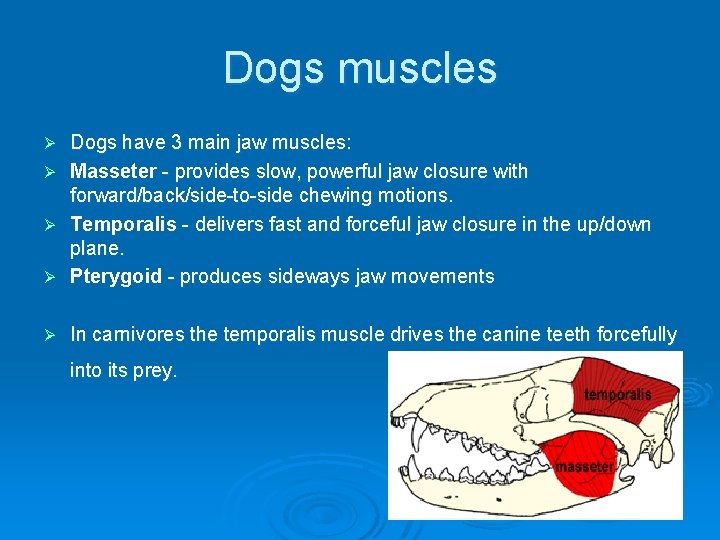 Diversity in Animals Dog Jaw Structure http www