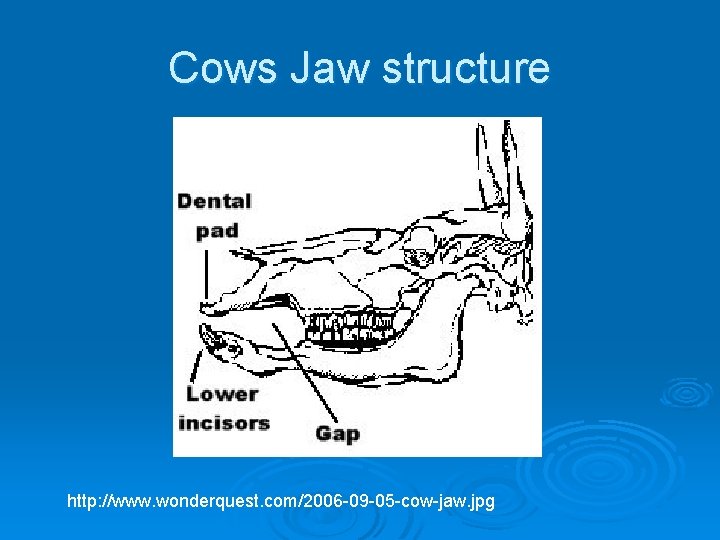 Cows Jaw structure http: //www. wonderquest. com/2006 -09 -05 -cow-jaw. jpg 