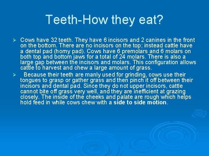 Teeth-How they eat? Cows have 32 teeth. They have 6 incisors and 2 canines