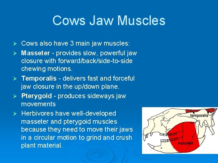 Cows Jaw Muscles Ø Ø Ø Cows also have 3 main jaw muscles: Masseter