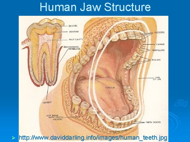 Human Jaw Structure Ø http: //www. daviddarling. info/images/human_teeth. jpg 