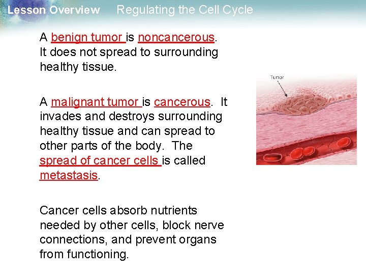 Lesson Overview Regulating the Cell Cycle A benign tumor is noncancerous. It does not