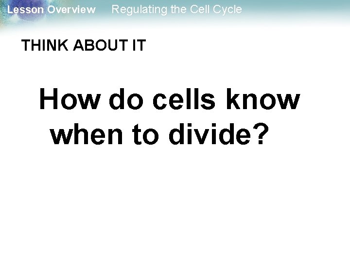 Lesson Overview Regulating the Cell Cycle THINK ABOUT IT How do cells know when