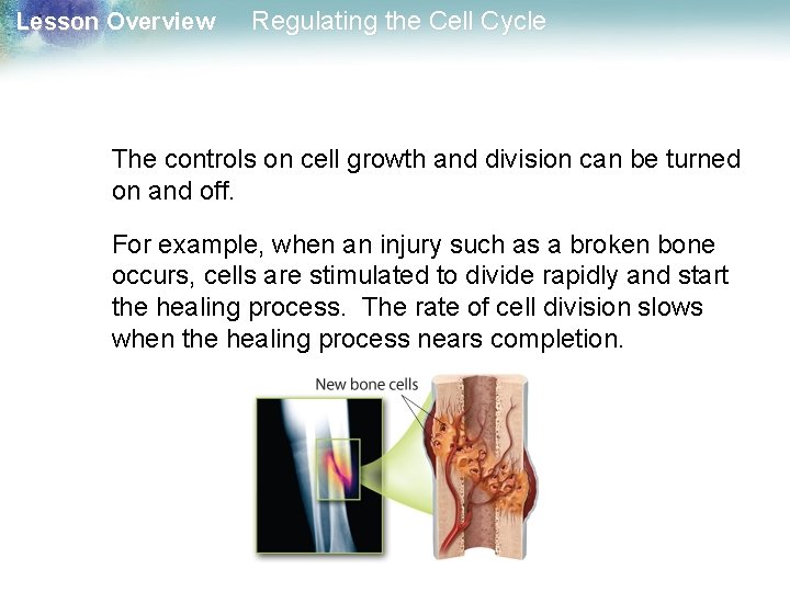 Lesson Overview Regulating the Cell Cycle The controls on cell growth and division can