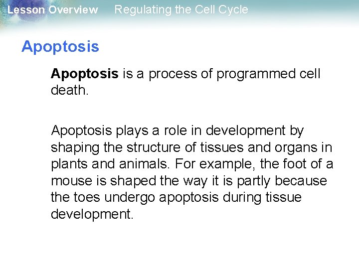 Lesson Overview Regulating the Cell Cycle Apoptosis is a process of programmed cell death.