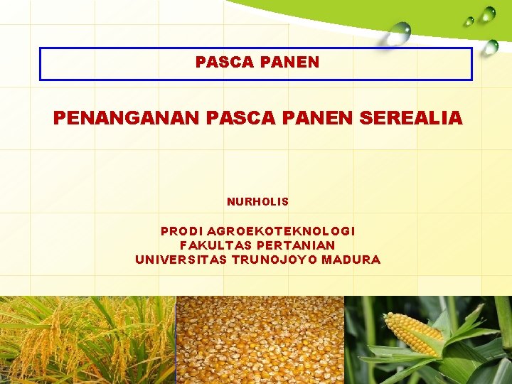 PASCA PANEN PENANGANAN PASCA PANEN SEREALIA NURHOLIS PRODI AGROEKOTEKNOLOGI FAKULTAS PERTANIAN UNIVERSITAS TRUNOJOYO MADURA